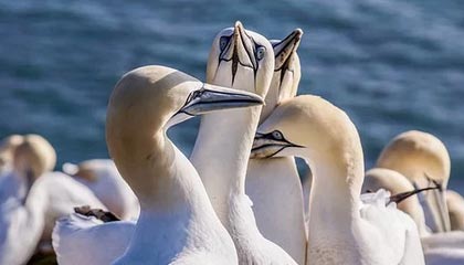 九游（jiuyou.com）游戏-转会截止日：五大联赛“超级交易”盘点，五大联赛转会期结束时间