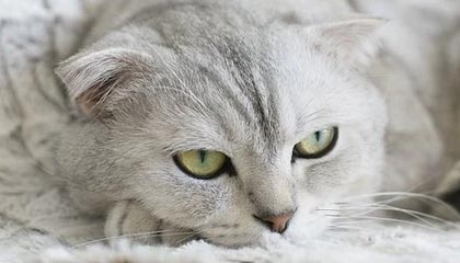 Jiuyou-英雄联盟S12总决赛决赛激战正酣，现场气氛火爆，s12总决赛lpl